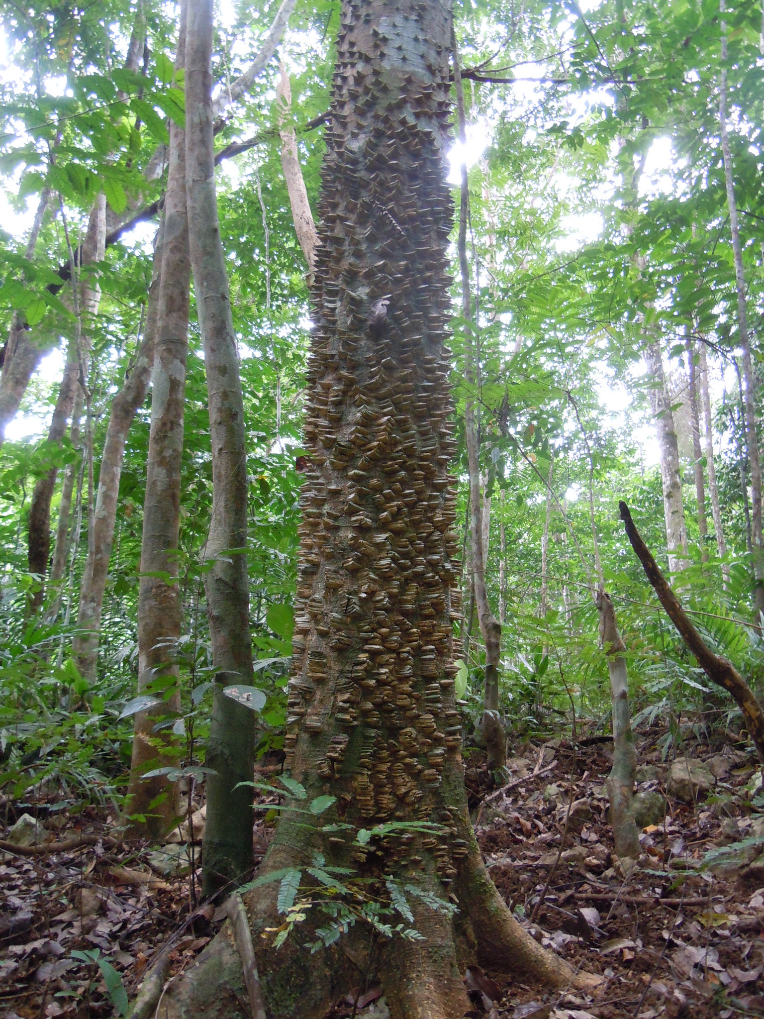 Zanthoxylum gilletii
